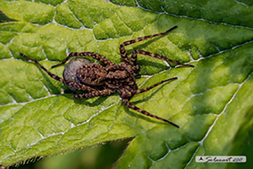 Pardosa amentata