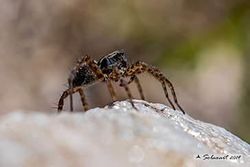 Pardosa lugubris