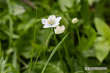 Parnassia palustris