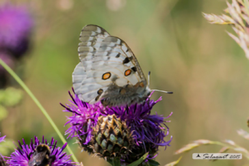 Parnassius apollo