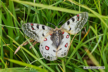 Parnassius phoebus
