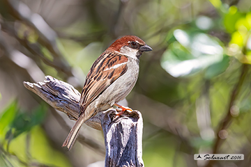 Passer italiae - Passera d'Italia - Italian Sparrow