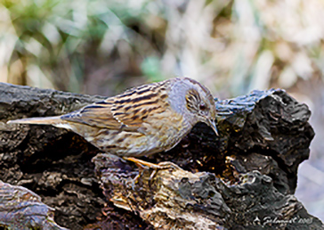 Dunnock, Passera scopaiola