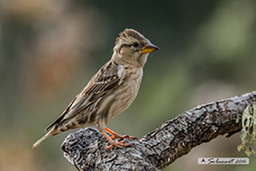 Rock sparrow, Passera lagia