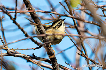 Passera scopaiola golanera