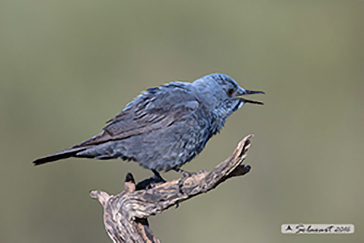 Blue rock thrush, Passero solitario