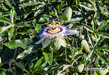 Passiflora caerulea