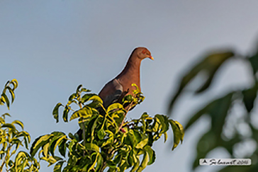 Patagioenas flavirostris - Red-billed pigeon