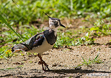 Pavoncella, Northern lapwing, Vanellus vanellus