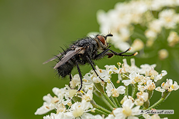 Pelatachina tibialis