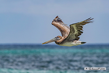 Brown pelican, Pellicano bruno