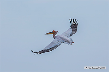 Great white pelican, Pellicano bianco