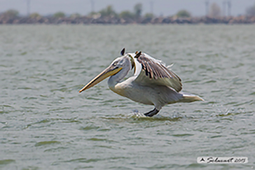 Dalmatian pelican, Pellicano riccio