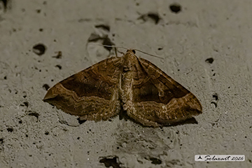 Pelurga comitata; Dark spinach