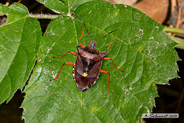 Pentatoma rufipes