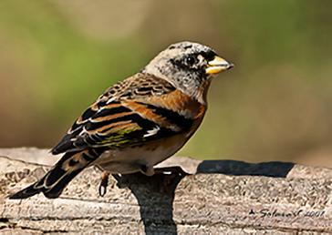 Brambling, Peppola