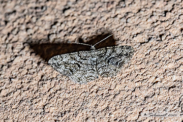 Peribatodes secundaria