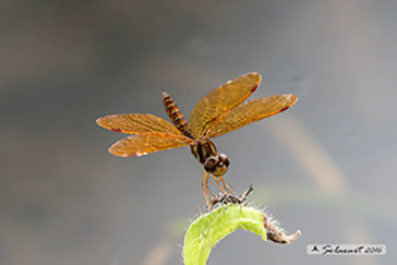 Perithemis intensa