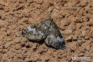Perizoma alchemillata