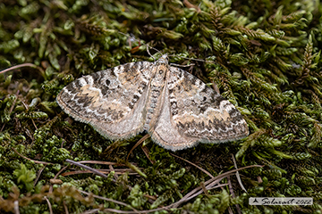 Minoa murinata