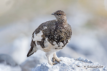 Lagopus muta: Pernice bianca; Rock ptarmigan