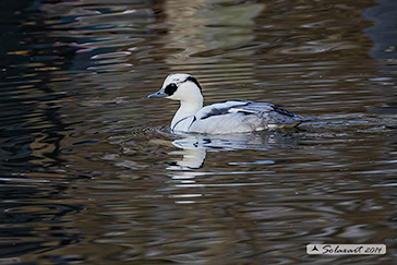 Pesciaiola - Mergellus albellus - Smew