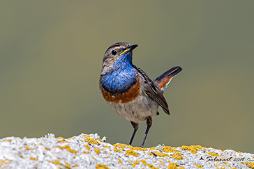 Luscinia svecica azuricollis - Pettazzurro Iberico - Iberian Bluethroat 