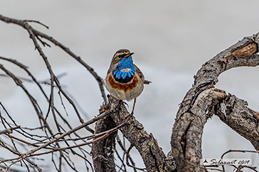 Luscinia svecica cyanecula - Pettazzurro Italy - Bluethroat White-spotted