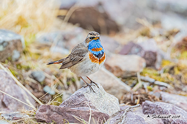 Luscinia svecica svecica - Pettazzurro nordico - Northern Bluethroat