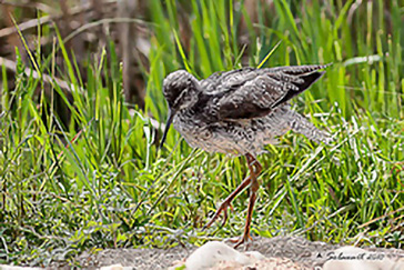 Common Redshank, Pettegola