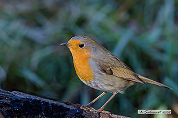 Pettirosso (Erithacus rubecula)