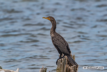 Phalacrocorax auritus