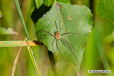 Phalangium_opilio