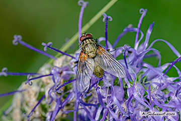 Phaonia angelicae
