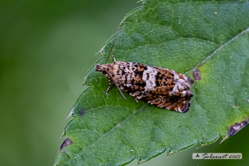 Phiaris palustrana
