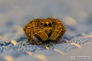 Philaeus chrysops