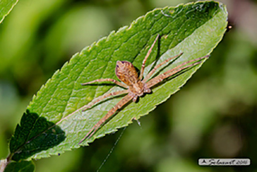 Philodromus dispar