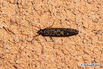  Philopotamidae , Drusus sp
