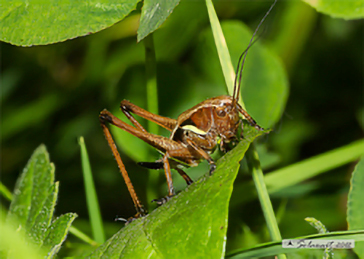 Pholidoptera aptera