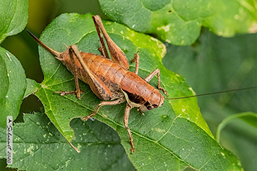 Pholidoptera fallax