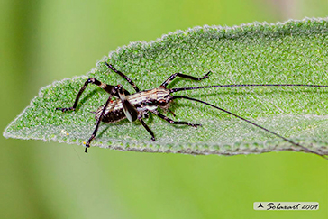 Pholidoptera griseoaptera