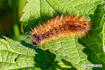 Phragmatobia fuliginosa - Ruby tiger