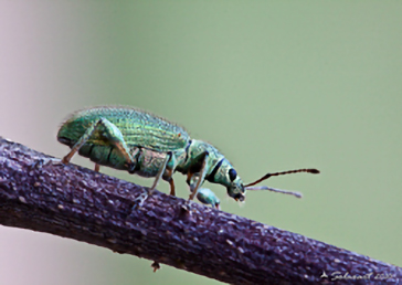 Phyllobius glaucus