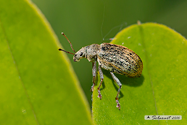 Phyllobius pyri