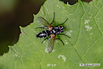 Phyllomya volvulus