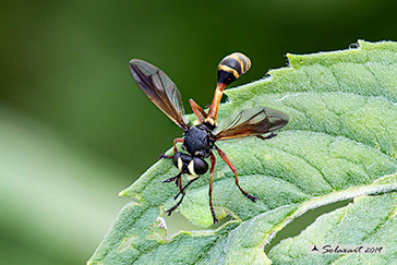 Physocephala rufipes