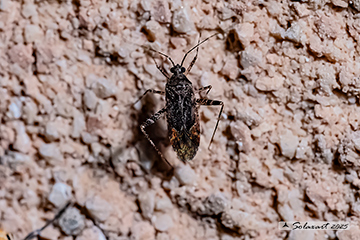 Phytocoris intricatus