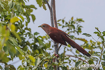 Squirrel cuckoo, Cuculo scoiattolo