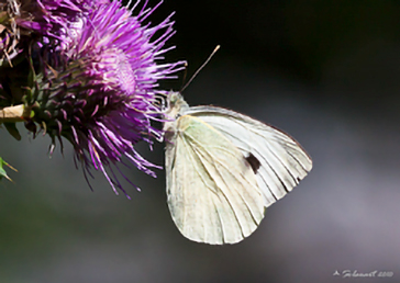 Pieris Brassicae - Cabbage White