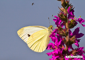 Pieris rapae